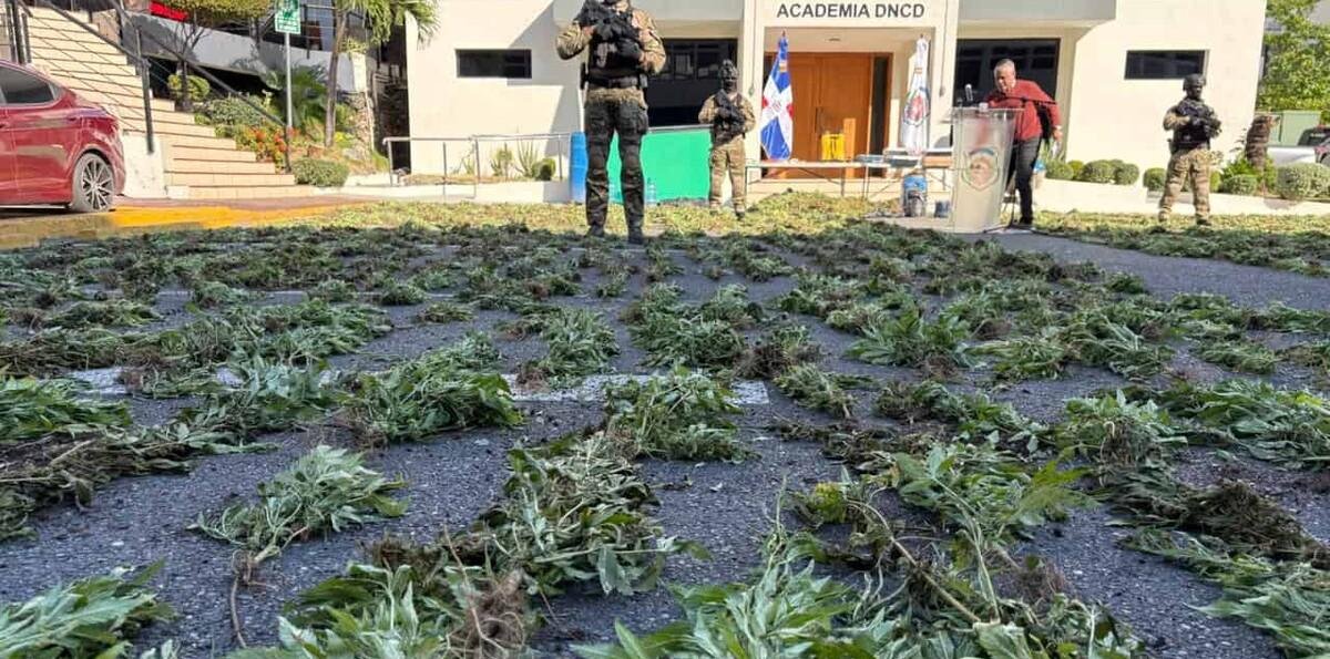 Decomisan 1,835 plantas de marihuana en Baní, uno de los mayores casos recientes
