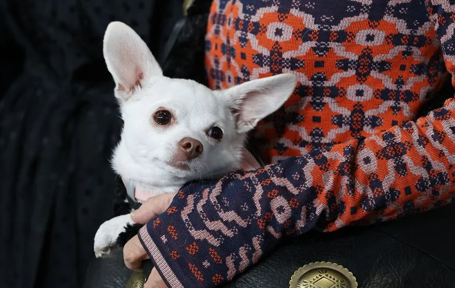 Las mascotas podrán ser enterradas junto con sus dueños en São Paulo