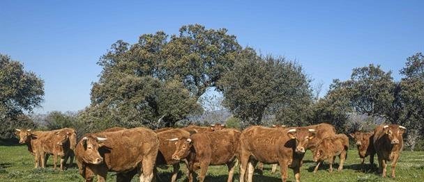 Las olas de calor pondrán en peligro a hasta el 20 % del vacuno en Europa en el año 2050