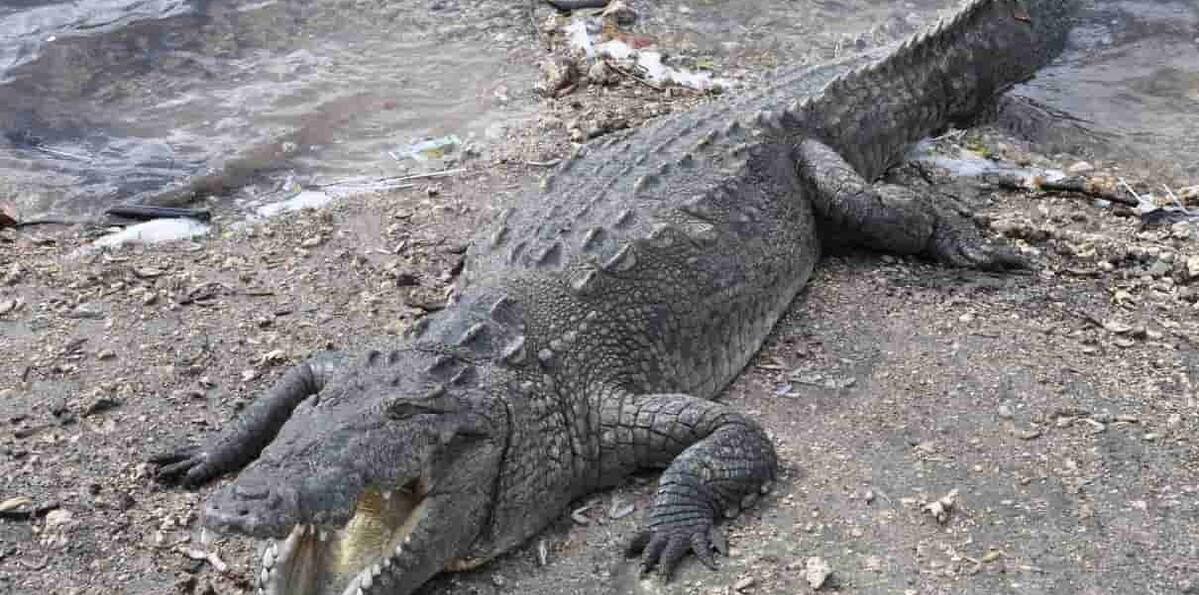 Defensa Civil confirma escape de cocodrilo americano en Puerto Plata