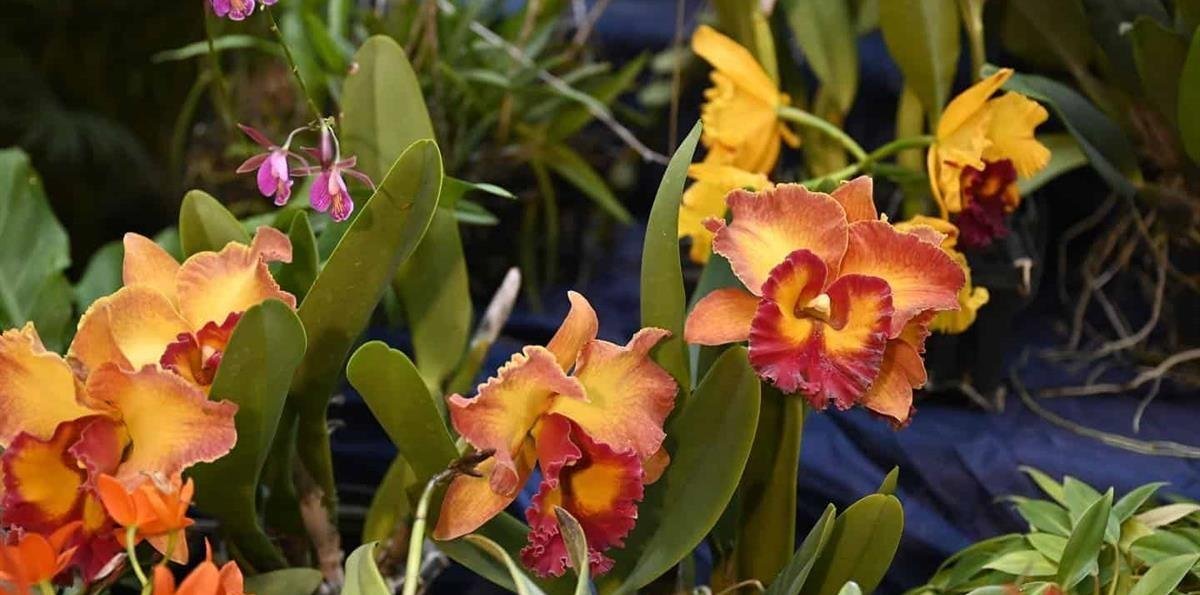 Jardín Botánico anuncia la exposición "Cascada de Orquídeas" en marzo