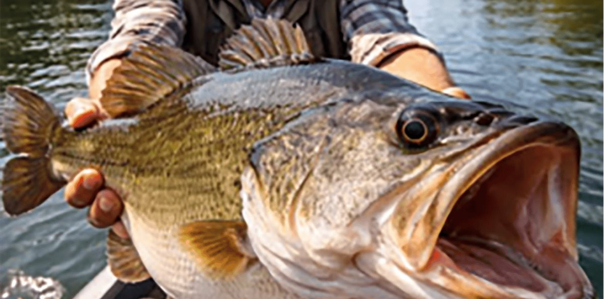 Habladores, parlanchines y mitómanos