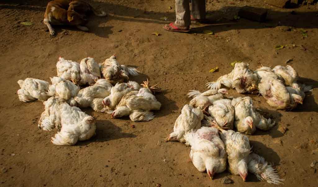 Detectan gripe aviar en fauna silvestre de Uruguay