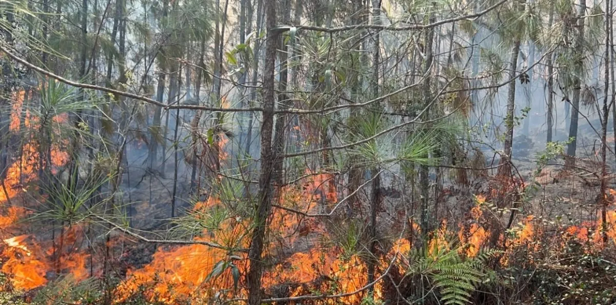 Observatorio expresa preocupación por los incendios forestales