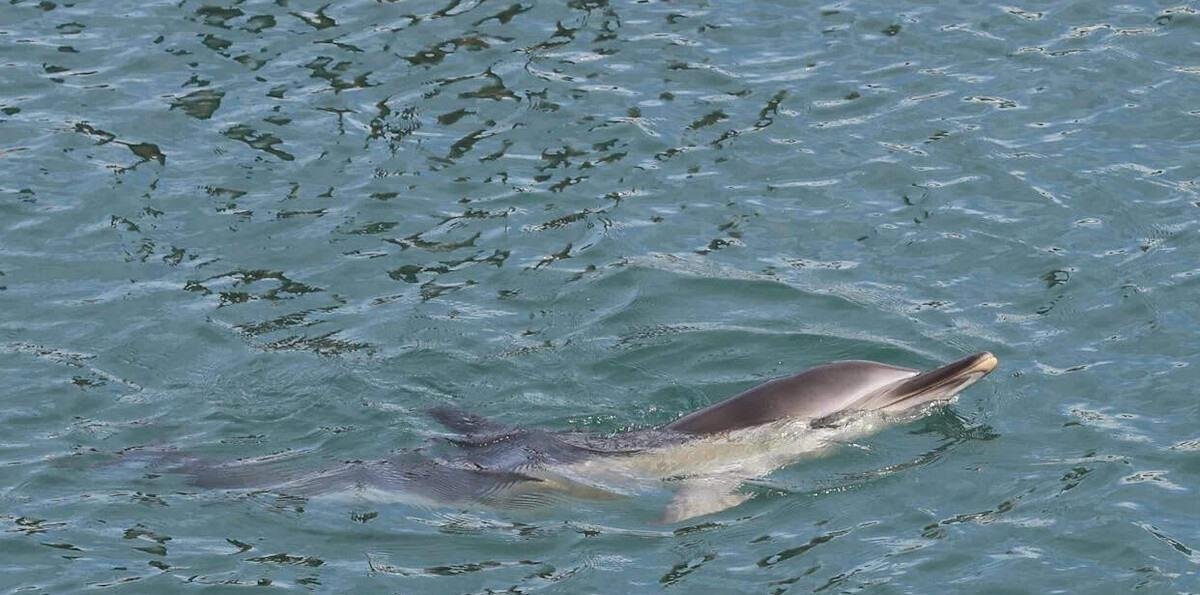 Delfines y marsopas presentan ya sustancias químicas procedentes de desechos electrónicos