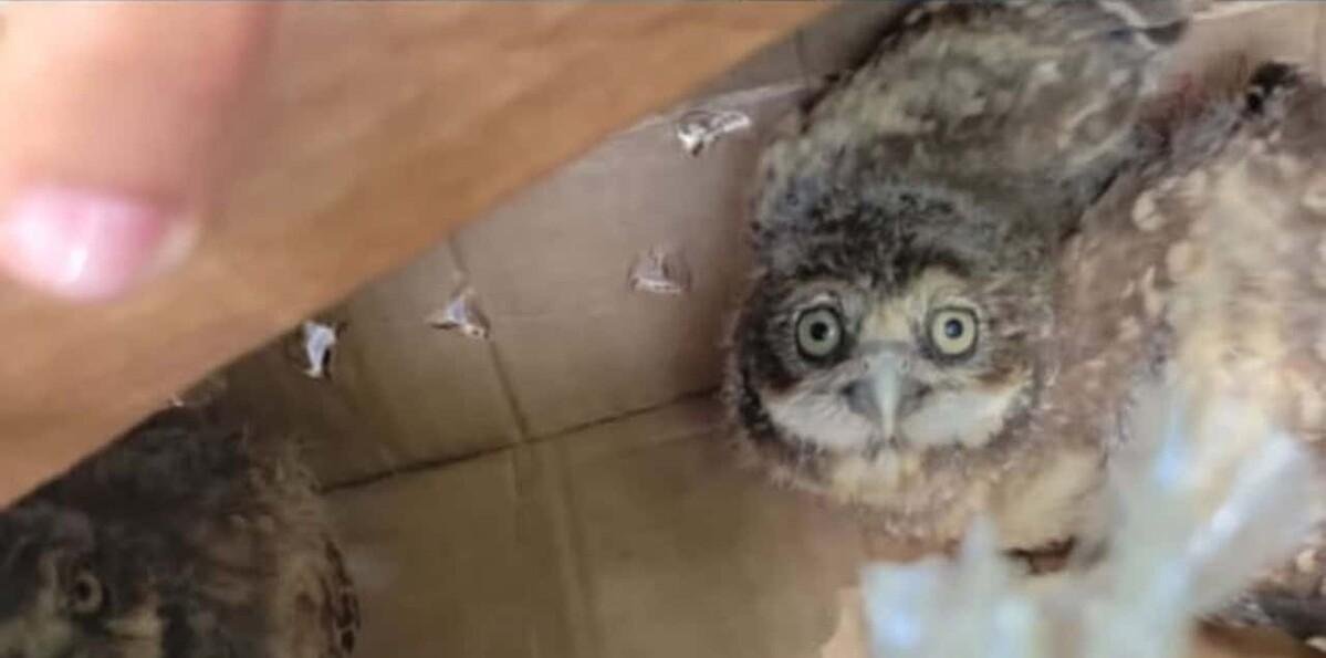 Apresan a hombre señalado por la comercialización ilegal de búhos