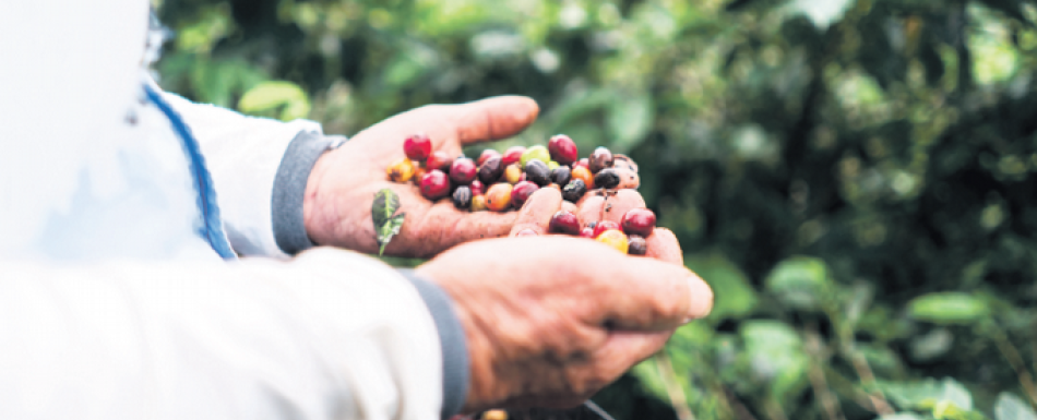 Productores de café de Polo denuncian abandono tras pérdidas por tormenta Melissa