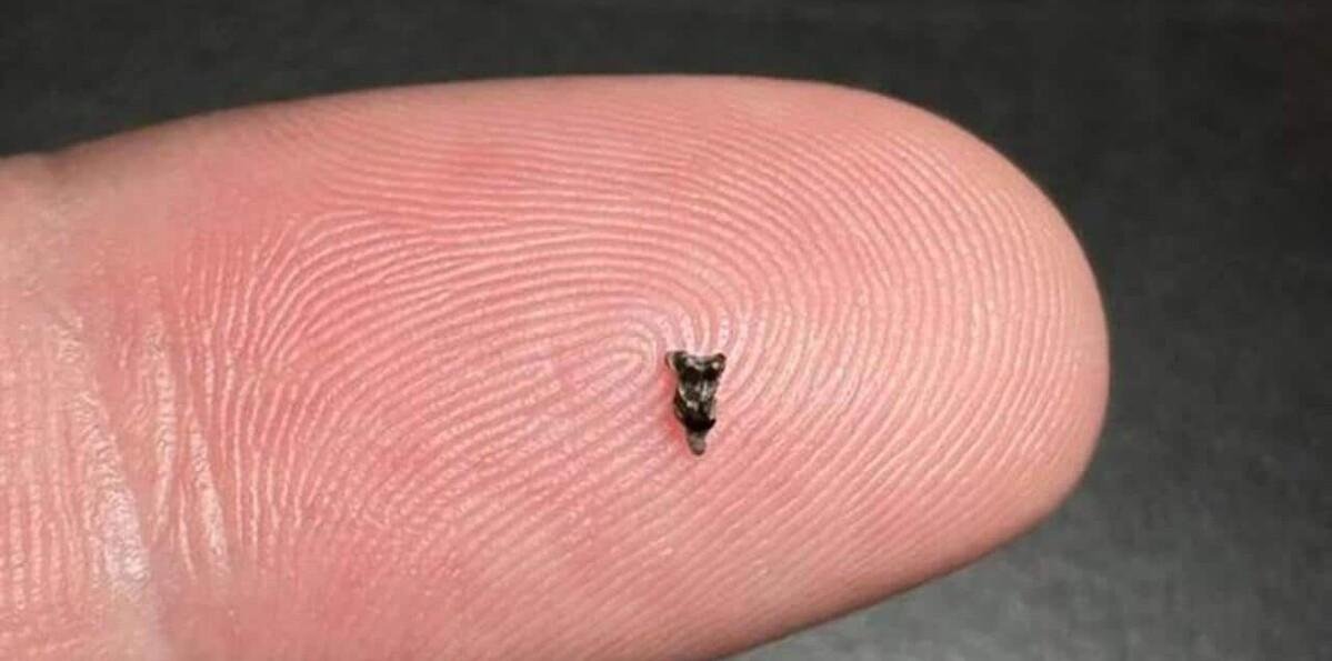 Minúsculos fósiles revelan nuevas pistas sobre el pariente más antiguo de los primates