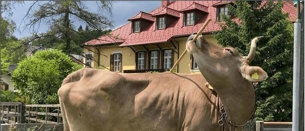 Una vaca usa una escoba como herramienta y sorprende a los científicos